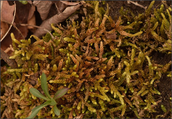 Figure 4. Spoon-leaved Moss showing brownish-bronze colouration