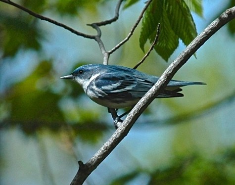 Cerulean Warbler