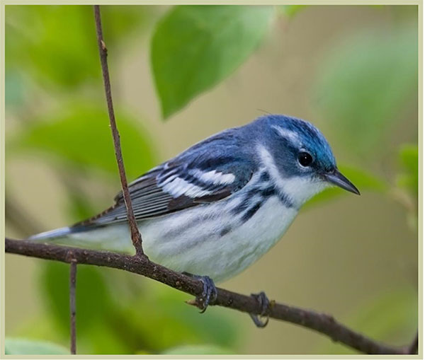 Cerulean Warbler 