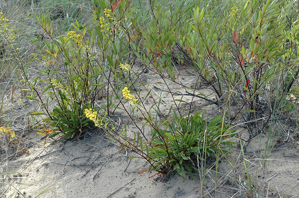 Gillman’s Goldenrod