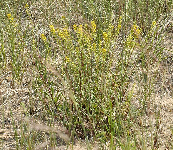 Robust plant of Solidago gillmanii growing in sand with other dune grasses