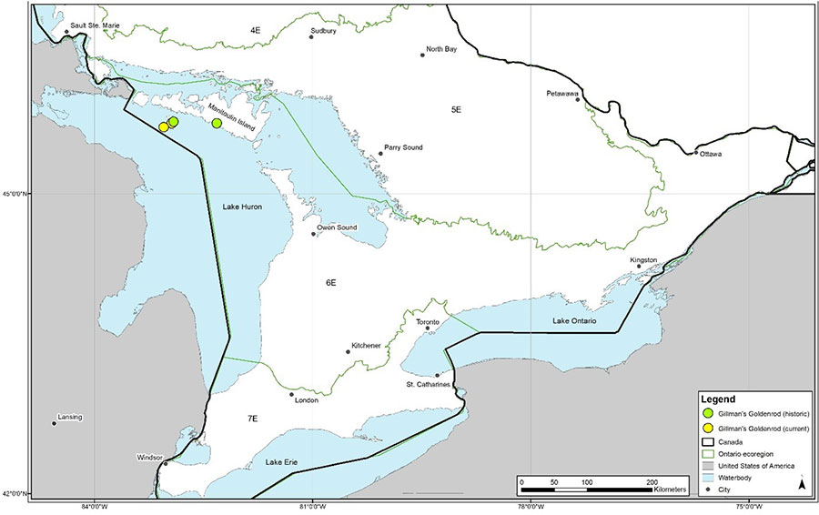 Map illustrating that within Ontario Gillman's Goldenrod is only located in Ecoregion 6E in Manitoulin Region