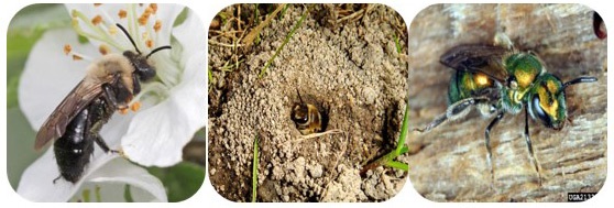 Dans les systèmes de pomiculture de l'Ontario, on peut retrouver diverses espèces d'abeilles sauvages pollinisatrices dans une vaste gamme d'habitats naturels, notamment (de gauche à droite) abeilles fouisseuses, Andrena spp.; abeilles nichant dans le sol, Colletes spp.; ou halictes.