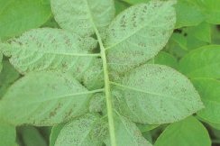 Black-flecking or pepper spotting on the potato foliage as commonly noticed since the mid-1960's.