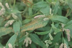 Sulphur dioxide injury is reddish-brown between veins of smartweed of Ladies Thumb.