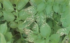 Sulphur dioxide injury on potato foliage. Note white or bleached dead tissue.