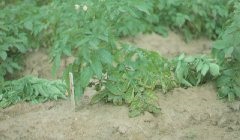 Potato plant recovering from early exposure to air pollution.
