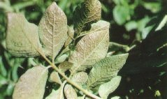 Injury typical of Peroxyacetyl Nitrate (PAN) creates a glazy bronzing on the underside of newly expanded potato leaves.