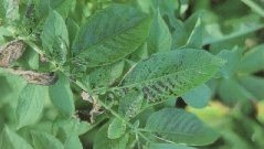 One side of the plant may be more severely affected than the other side. Note the interveinal darkening of the foliage on the left side of the plant.