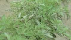 Leaf rolling accompanied by interveinal necrosis is often the result of exposure to air pollutants.