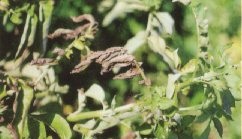 Affected areas of the plant often dry out and die within days of exposure.
