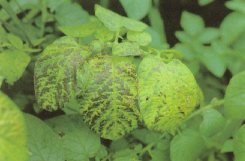 Chlorosis and interveinal necrosis on the foliage of Atlantic after exposure to air pollutants.