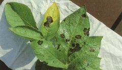 Early blight: brown necrotic spots formed from concentric rings similar to a target.
