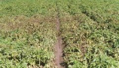 Lightning injury usually appears in the field as a circular or elliptical area of injured plants. Tubers at centre of charge will be cooked.