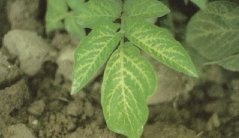 Veinal chlorosis symptom caused by the herbicide metribuzin.