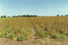 Early senescence of a susceptible variety (Yukon Gold); showing field of potato plants after exposure to air pollutants.