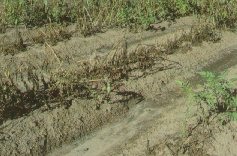 Sudden kill of Superior after exposure to combinations of air pollutants.
