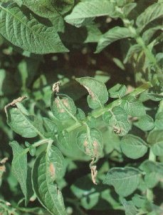 Symptoms of acid rain on Trent, a more susceptible variety to acid rain.