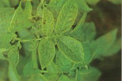 Potato foliage with flecking "pepper spotting" injury typical of ozone injury.