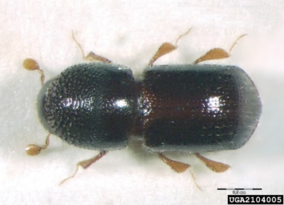Black stem borer. Photo credit: M. Jure, University of Ljubljana.