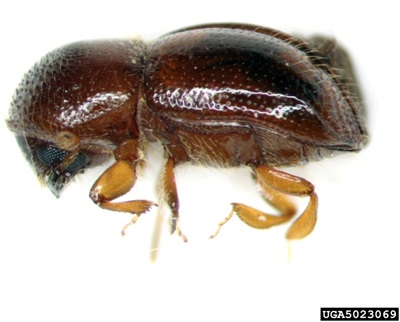 Black stem borer.