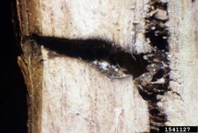 Brood chamber where eggs are laid.