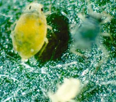Green peach aphid.