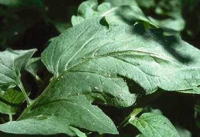 Cast off aphid skins on tomato.
