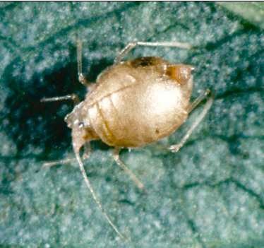 Aphid mummy.