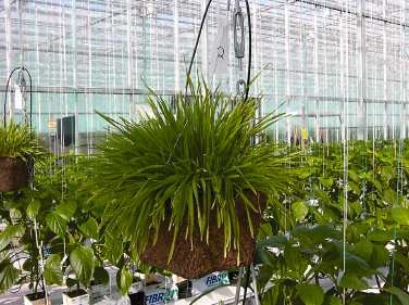 Banker plant in pot hanging from greenhouse support post.