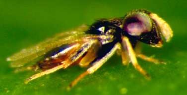 Aphelinus abdominalis adult.