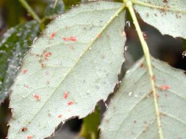 Aphidoletes larvae on aphid infested leaf.