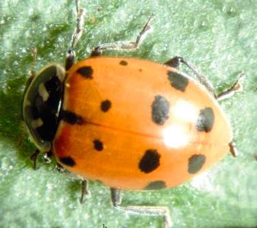 Convergent ladybeetle, Hippodamia convergens.