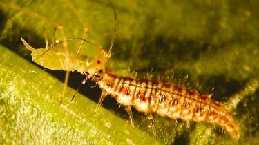 Lacewing larva feeding on aphid.