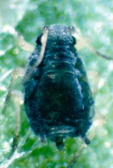 Cotton (or melon) aphid (note black cornicles).