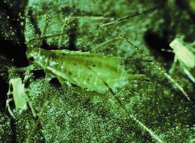 Potato aphid.