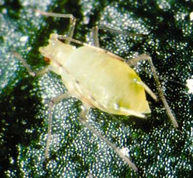 Foxglove aphid.