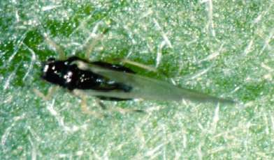 Winged aphid.