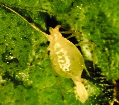 Foxglove aphid giving birth to live young.