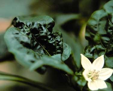 Distortion of young pepper leaves due to feeding by foxglove aphids.