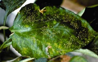 Yellowing of older pepper leaves due to feeding by foxglove aphids.
