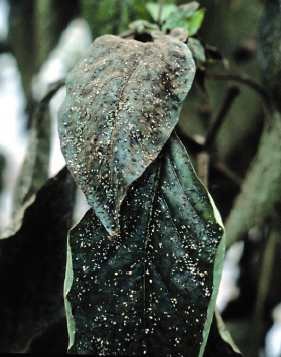 Sooty mould growth on leaves as a result of honey dew excretion by aphids.