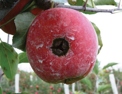 Older scab lesion on fruit becomes brown, corky and scabby.