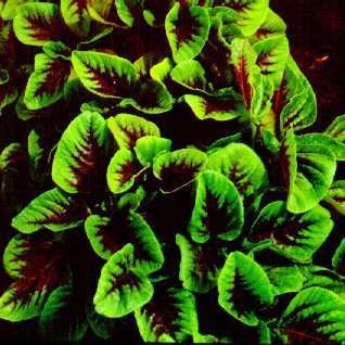 Edible amaranth