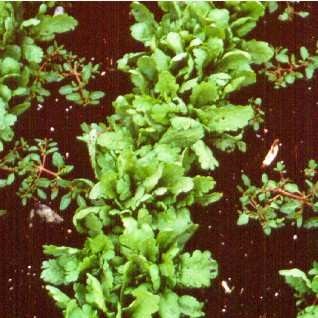Chrysanthemum greens