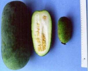 Fuzzy squash