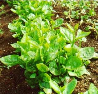 Malabar spinach