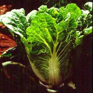 Nappa cabbage/celery cabbage