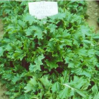 Potherb mustard