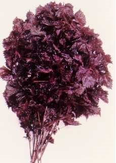 Purple mint/beefsteak plant